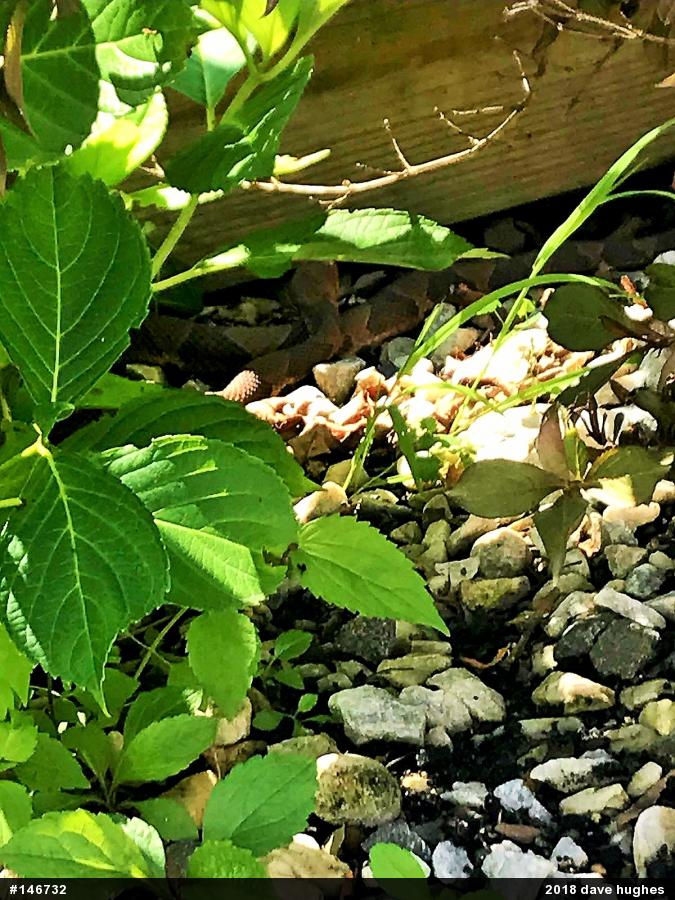 Northern Copperhead