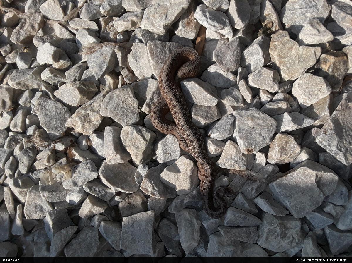 Dekay's Brownsnake