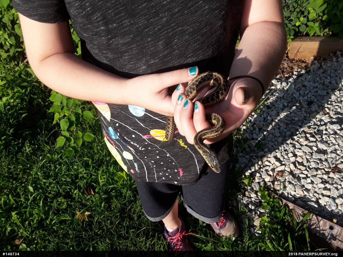 Eastern Gartersnake