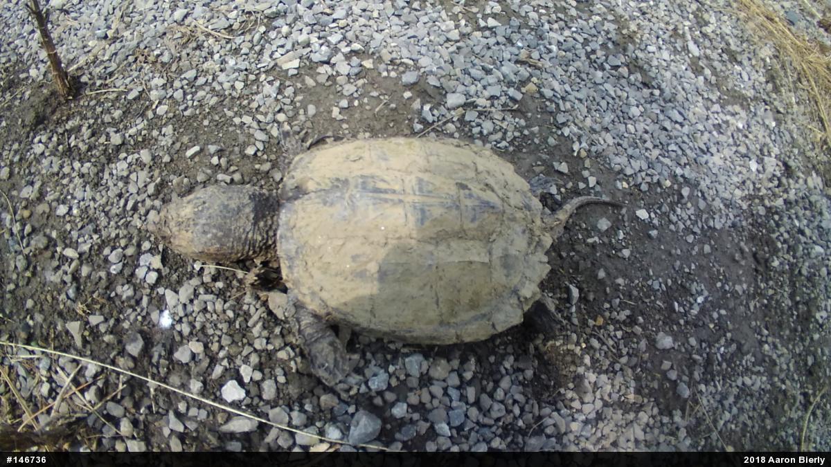 Snapping Turtle