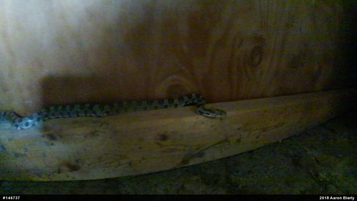 Eastern Milksnake