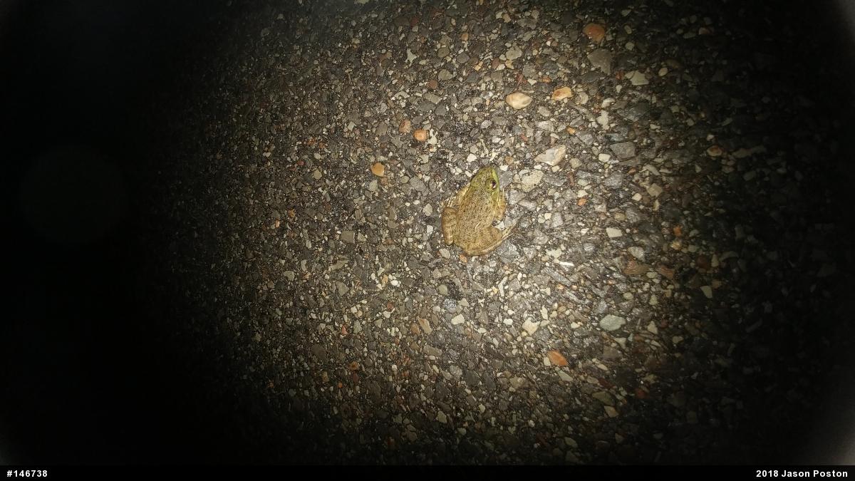 American Bullfrog