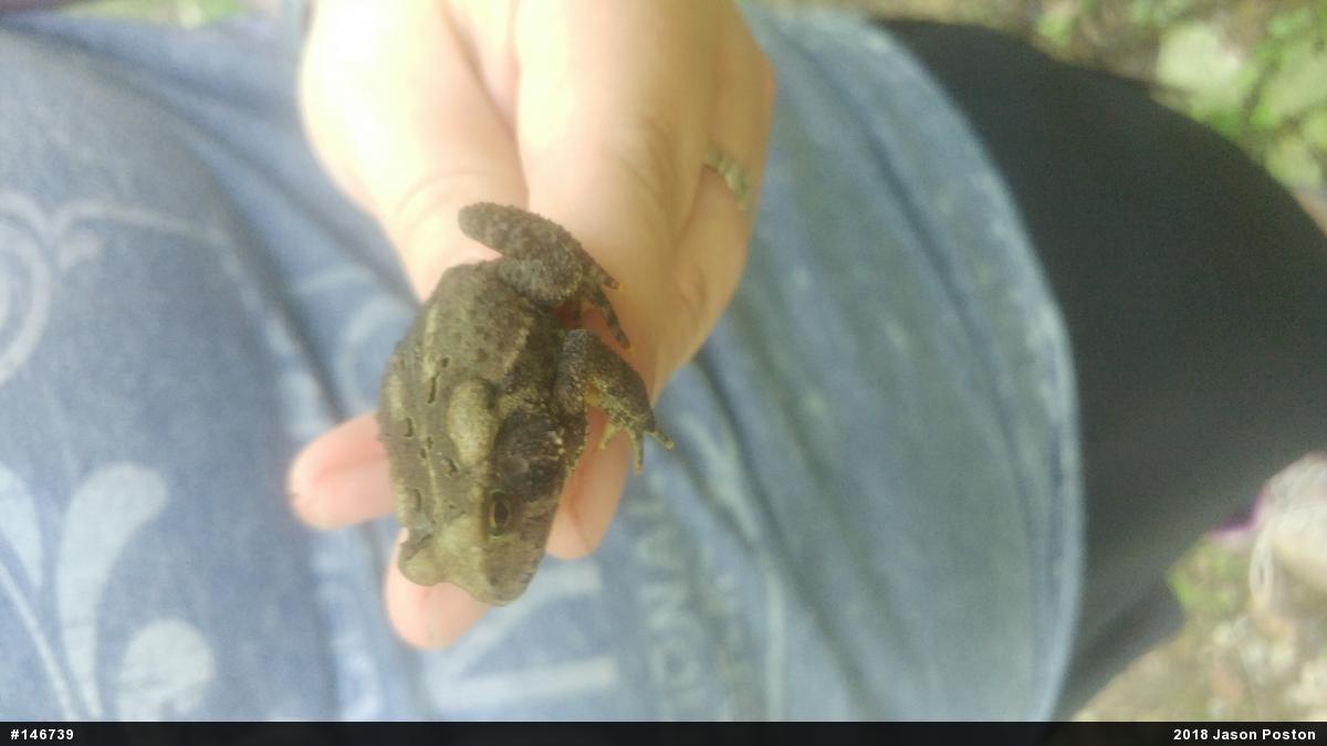 Eastern American Toad