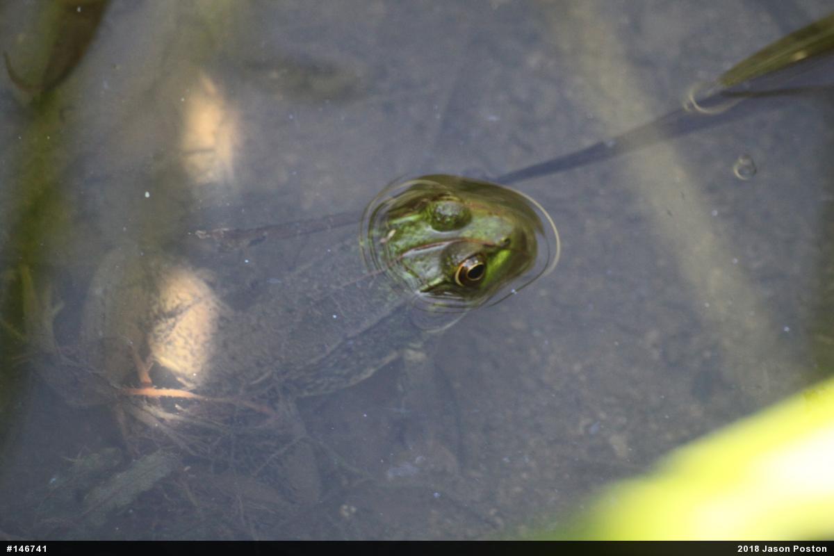Green Frog