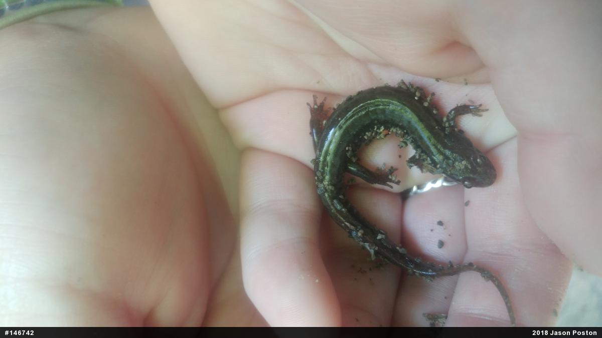 Northern Dusky Salamander