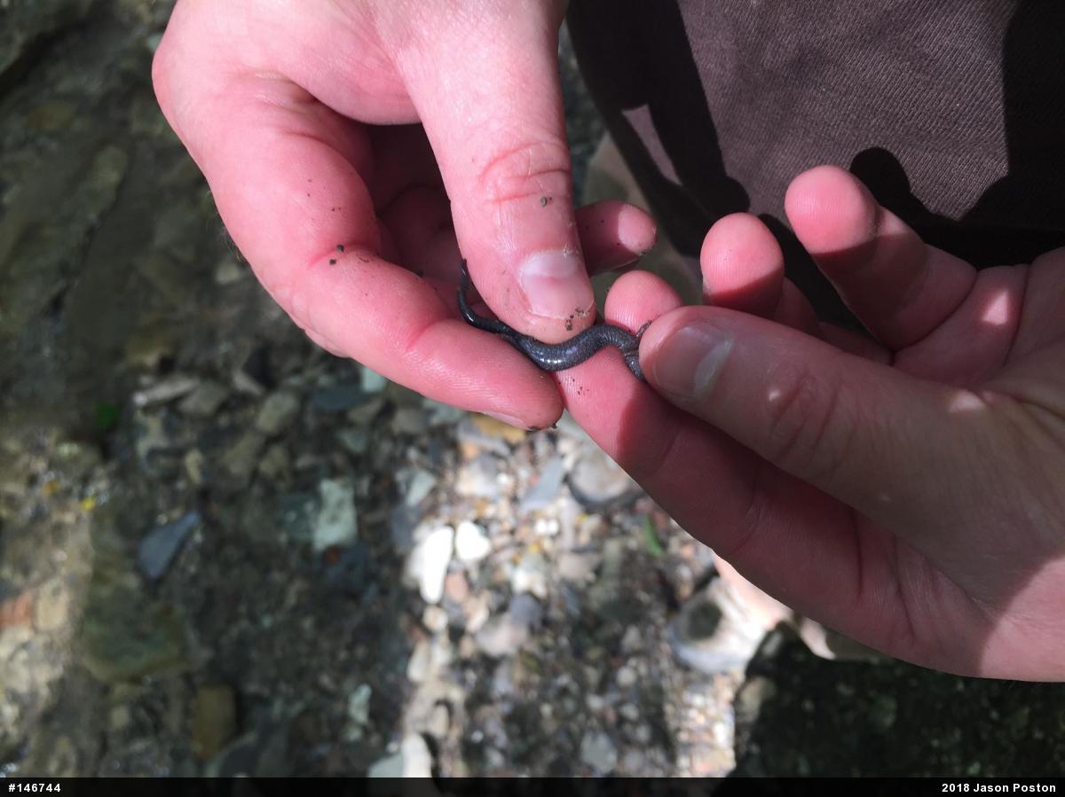 Northern Ravine Salamander