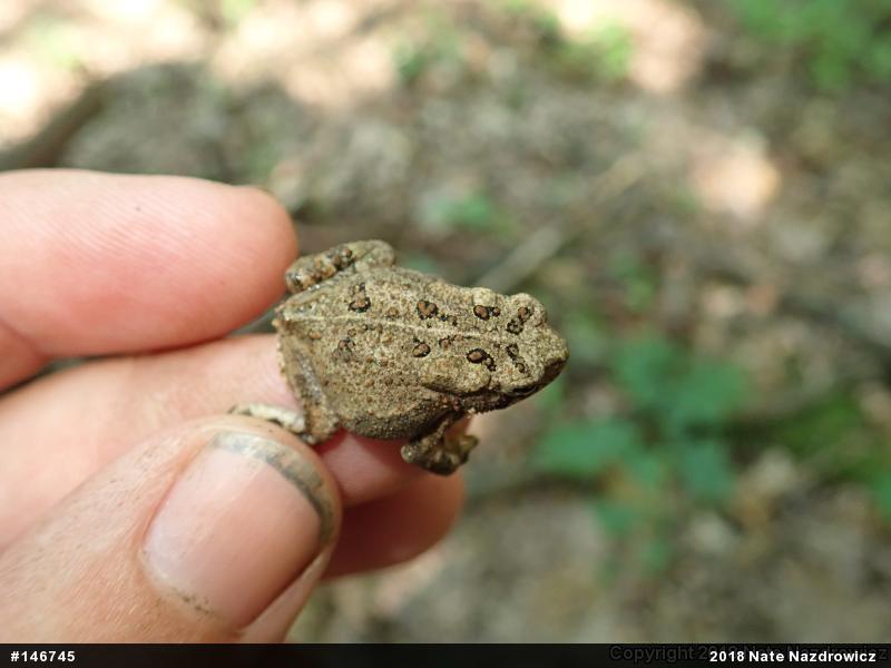 Eastern American Toad