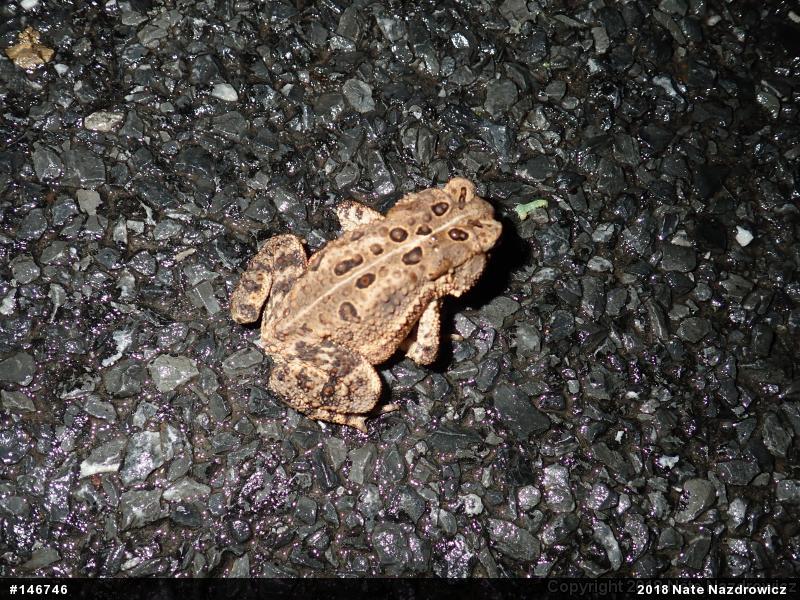 Eastern American Toad