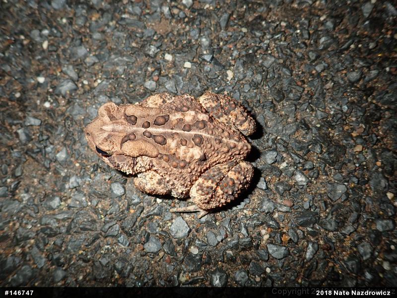 Eastern American Toad