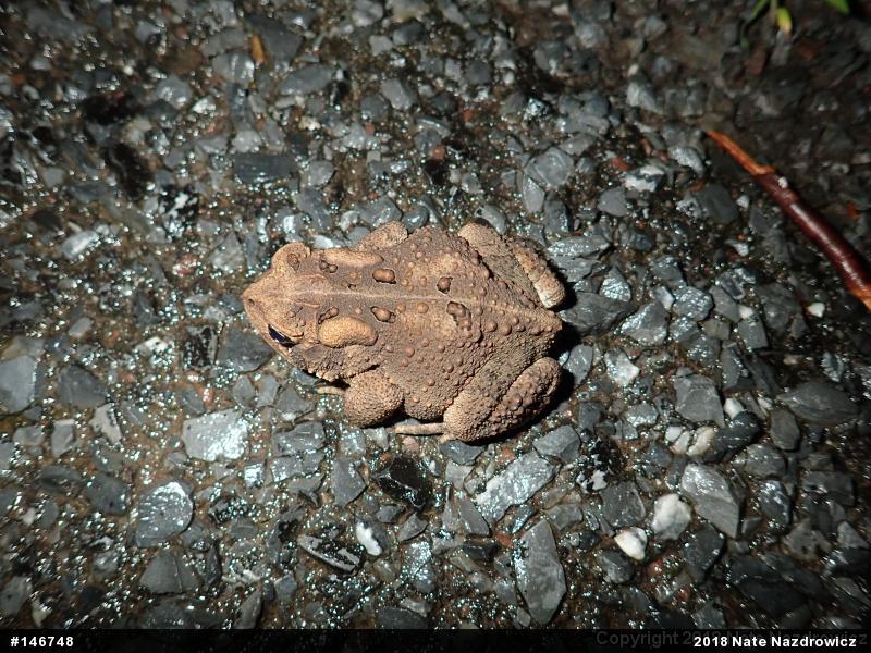 Eastern American Toad
