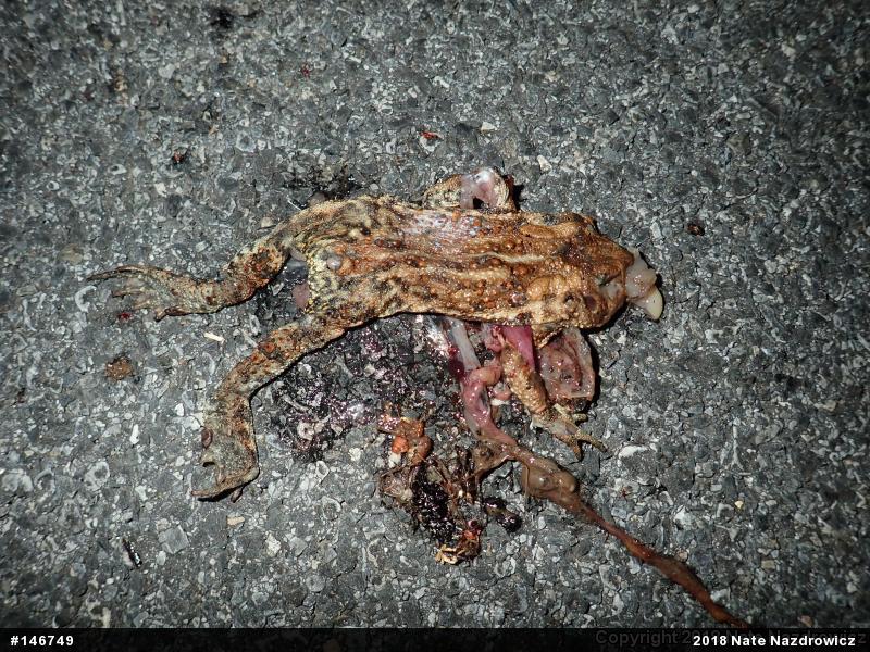 Eastern American Toad