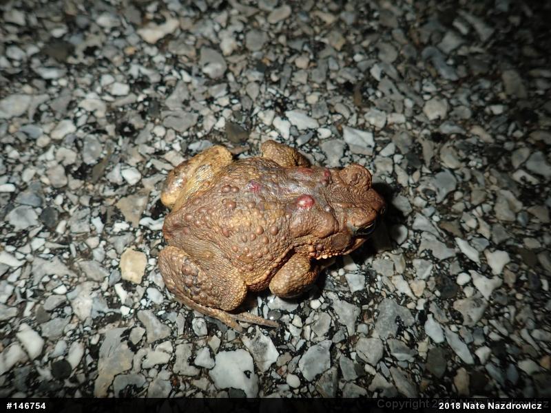 Eastern American Toad