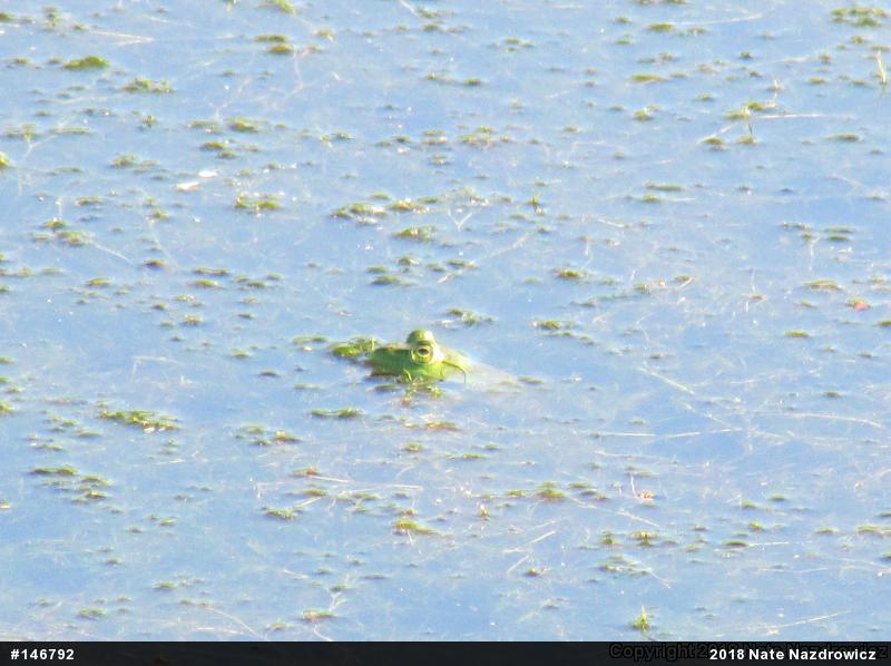 American Bullfrog