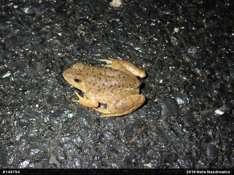 American Bullfrog