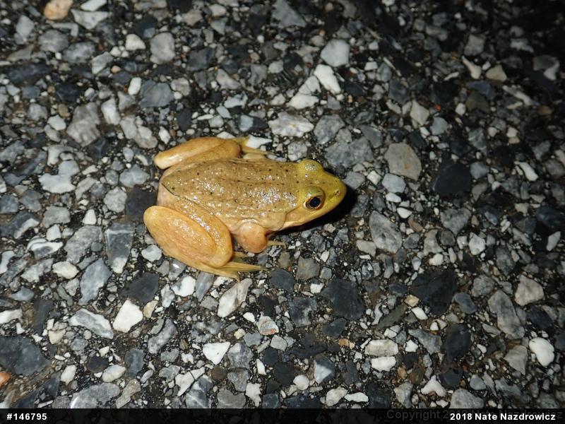 American Bullfrog