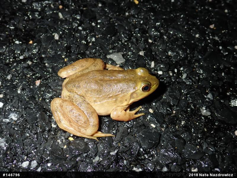 American Bullfrog