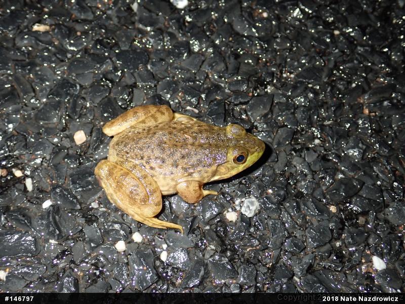 American Bullfrog