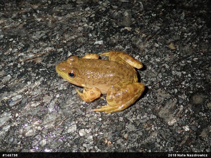 American Bullfrog