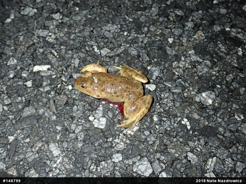 American Bullfrog
