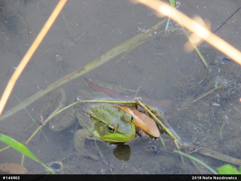 Green Frog