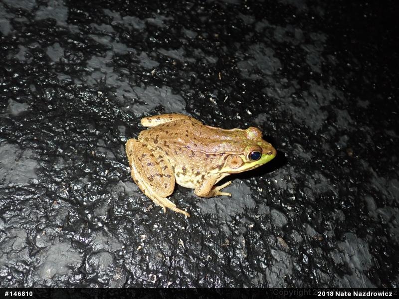 Green Frog