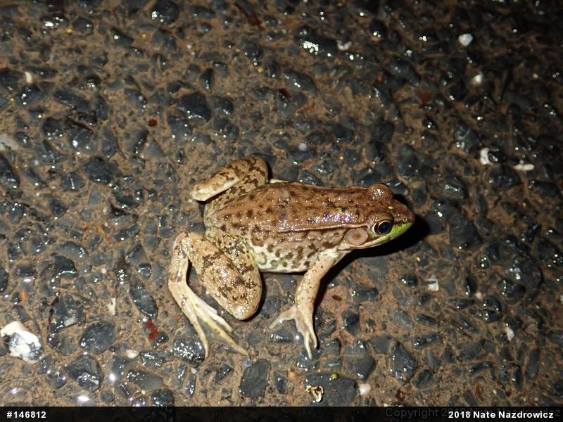 Green Frog