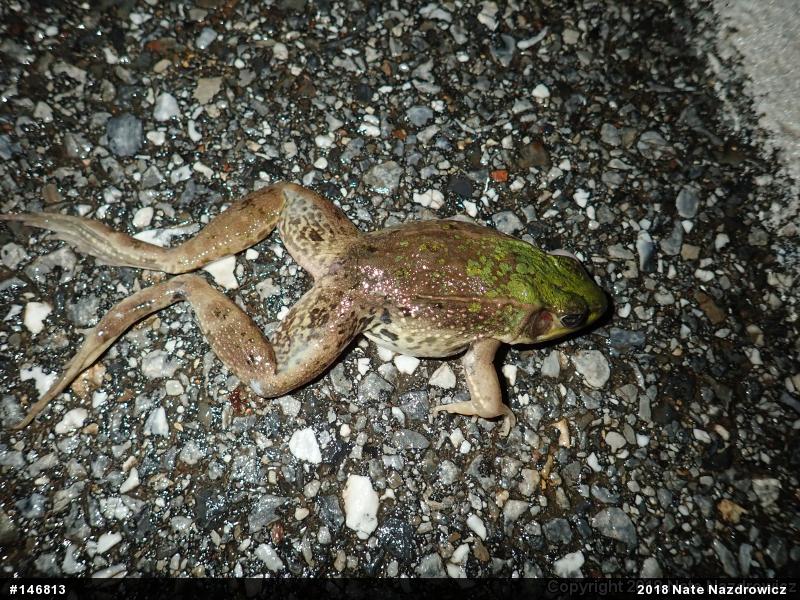 Green Frog