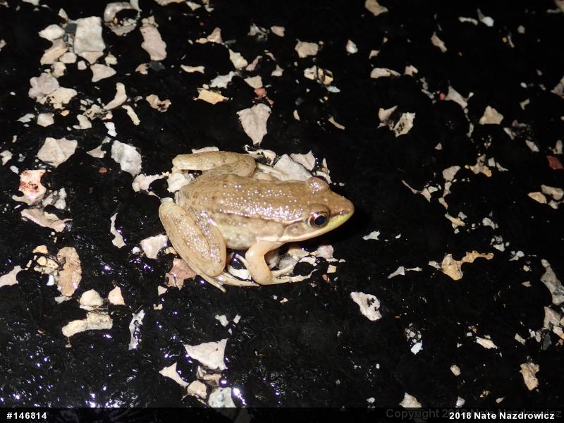 Green Frog