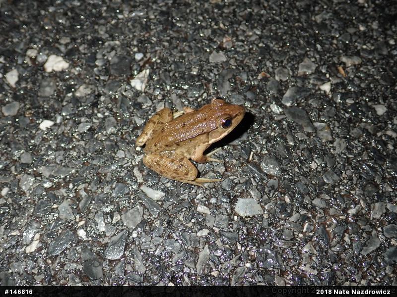 Green Frog