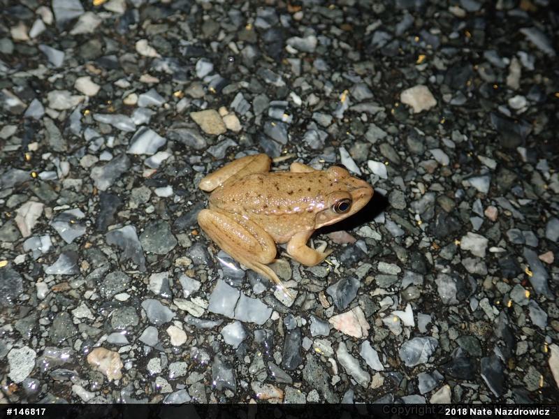 Green Frog