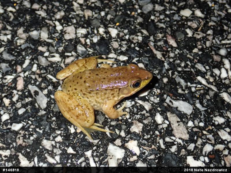 Green Frog
