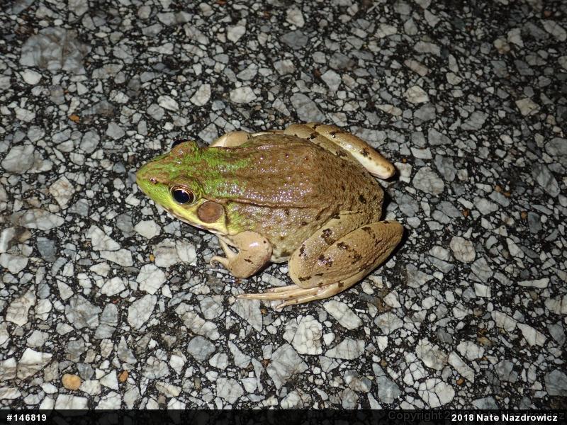 Green Frog