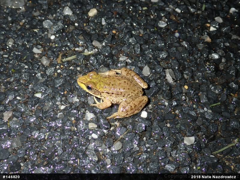 Green Frog