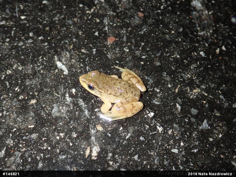 Green Frog
