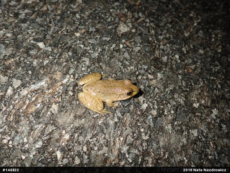 Green Frog