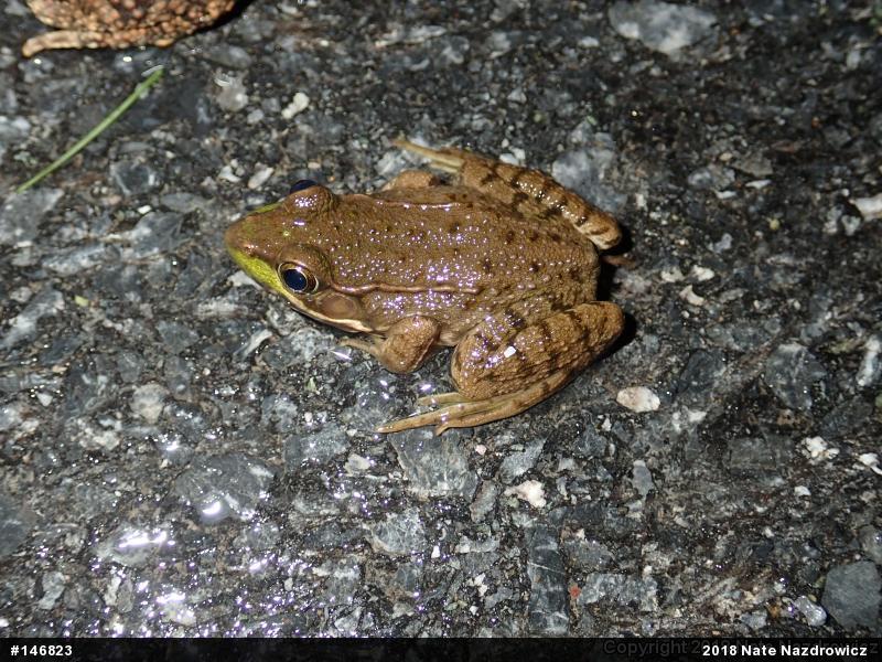 Green Frog