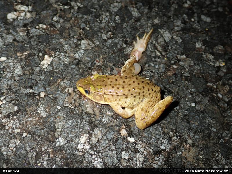 Green Frog