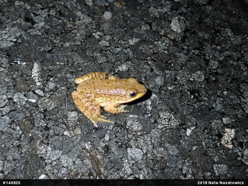 Green Frog