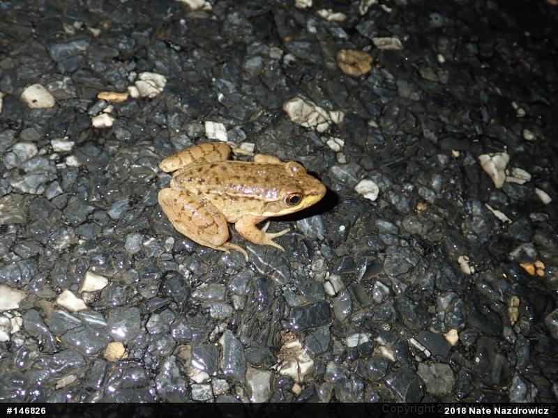 Green Frog