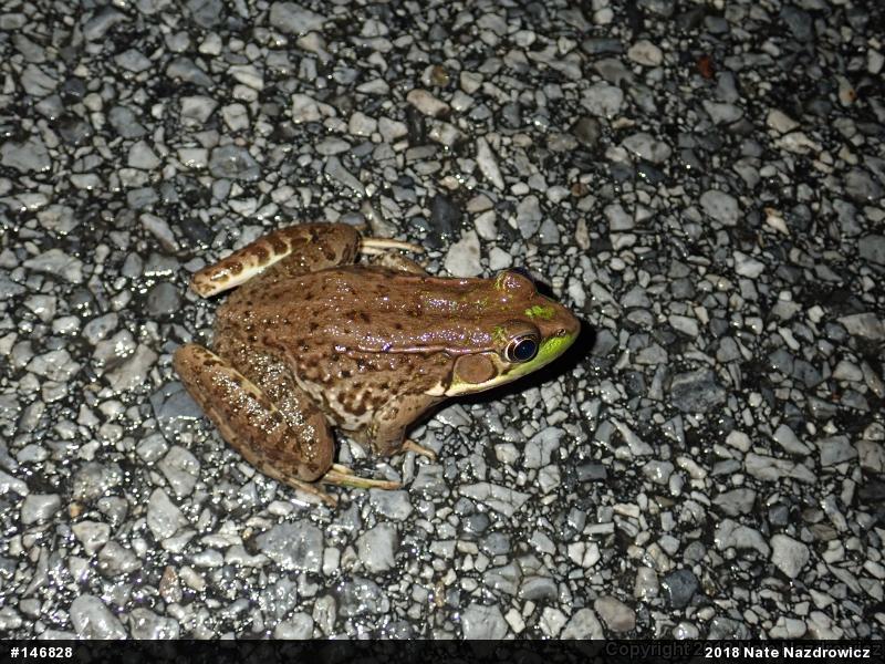 Green Frog