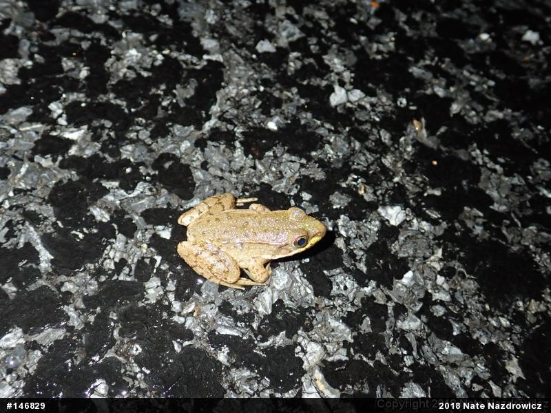 Green Frog