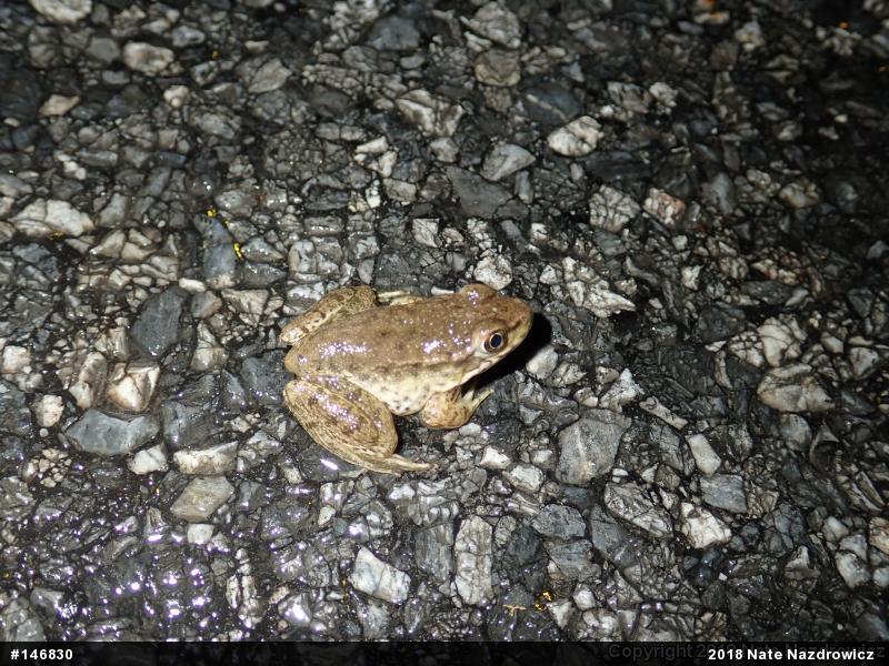 Green Frog