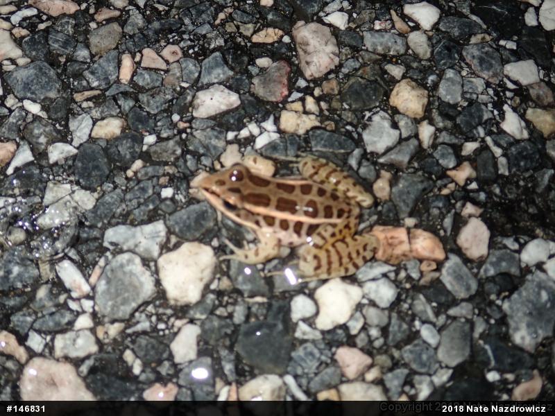 Pickerel Frog