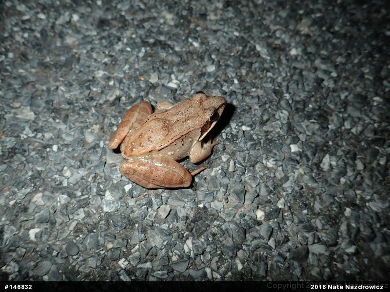 Wood Frog
