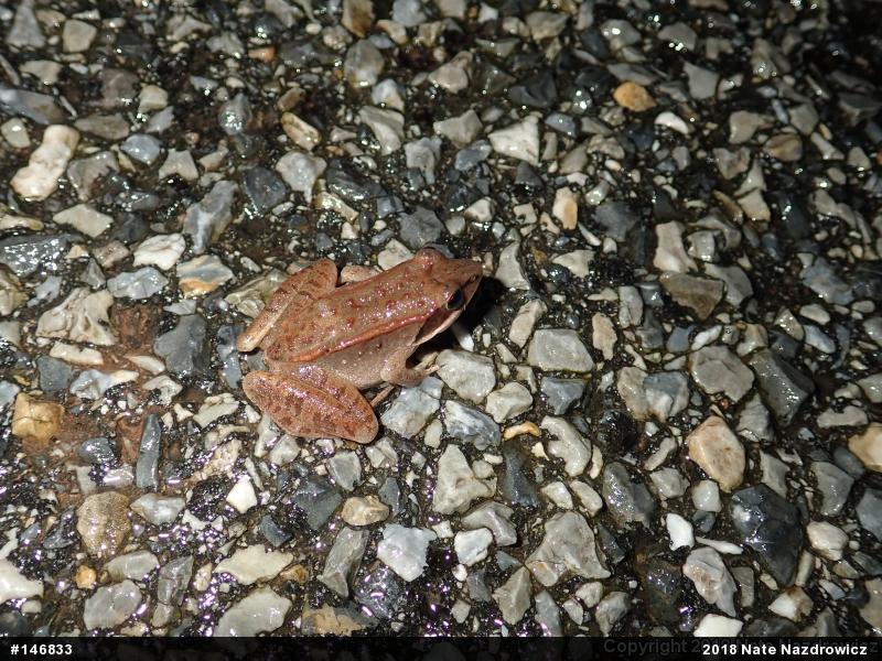 Wood Frog