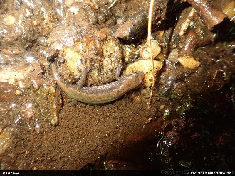 Northern Dusky Salamander