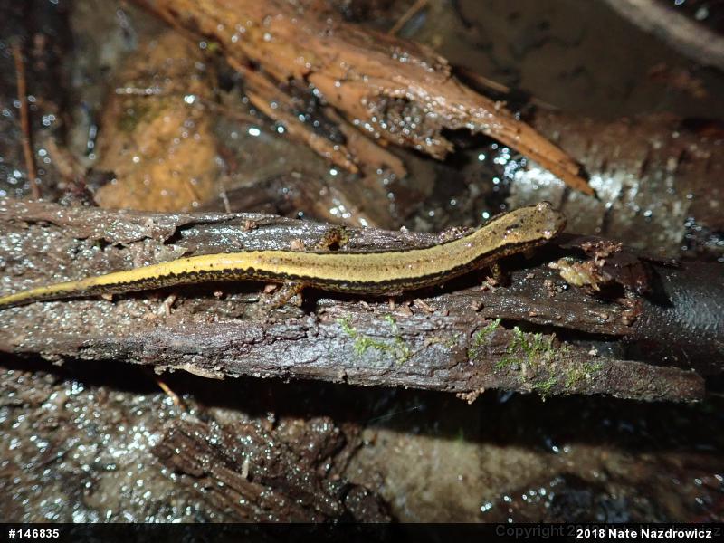 Northern Two-lined Salamander