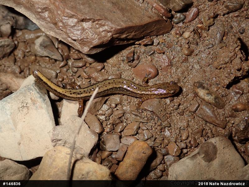Northern Two-lined Salamander