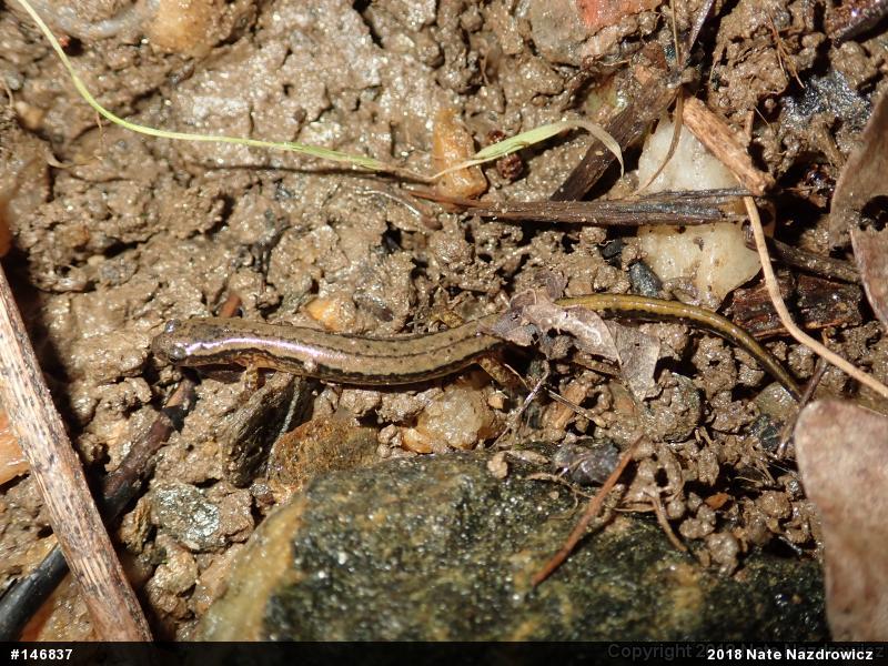 Northern Two-lined Salamander