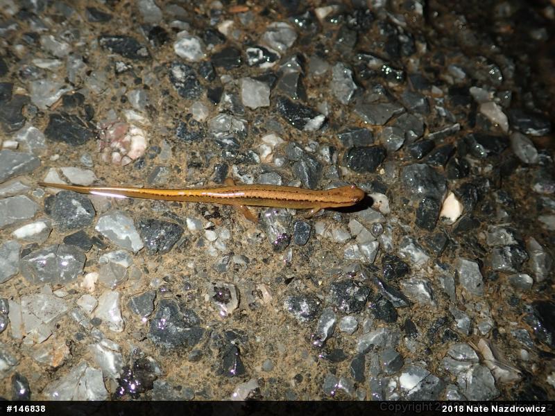 Northern Two-lined Salamander